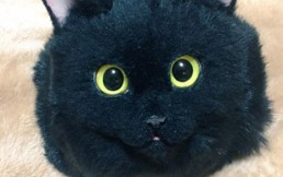 Carteras idénticas a un gato real: ¿Bonitas o terroríficas?