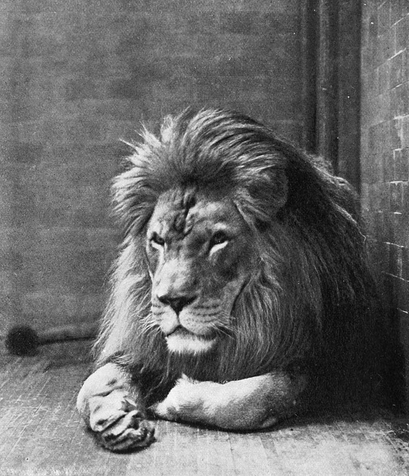 Un león del Atlas fotografiado en un zoológico de Nueva York en 1897.