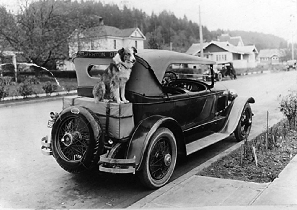 bobbie-wonder-dog-2-1