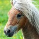 Exhibición de un pony en escaparate genera gran escándalo y protestas