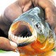 Escalofriante video: Ataque de peces carnívoros deja atónitos a pescadores