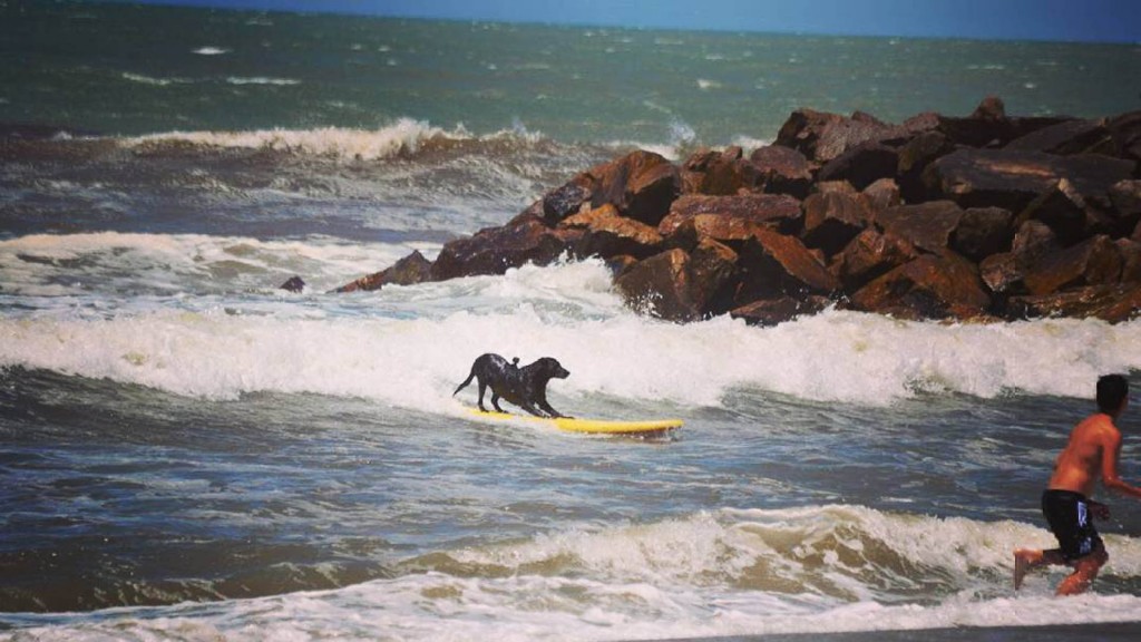 goro-miramar-perro