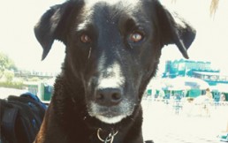 Goro: Videos e historia del perro surfista que enamora a los bañistas y ama las olas
