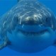 El temible episodio en que un tiburón Blanco intentó desgarrar a una persona en Argentina