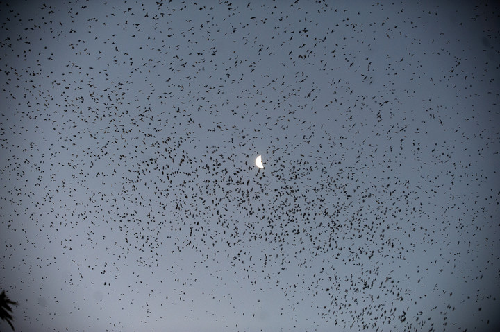 todas-las-tardes-el-cielo___vtgedpSR1_720x0__1