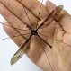 Mosquito gigante aterrorizó a una familia en Argentina: Foto da cuenta de su gran tamaño