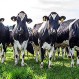 Crisis argentina: Agricultoras usan bananas para alimentar a sus vacas