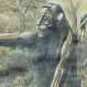 El misterio del Ukumar Zupai: La extraña historia sobre la muerte del supuesto “Yeti” de Los Andes
