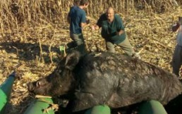 Jabalí gigante de 270 kilos apareció en las cercanías de Buenos Aires