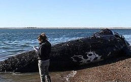 Preocupan reiterados varamientos de ballenas en costa argentina: Científicos en alerta