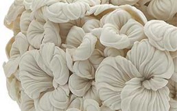 Las hojas de las plantas inspiran a Hitomi Hosono para crear sus esculturas en porcelana