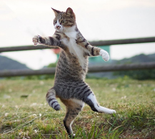 gatos ninja