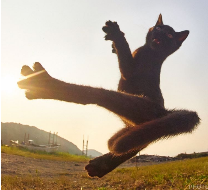gatos ninja
