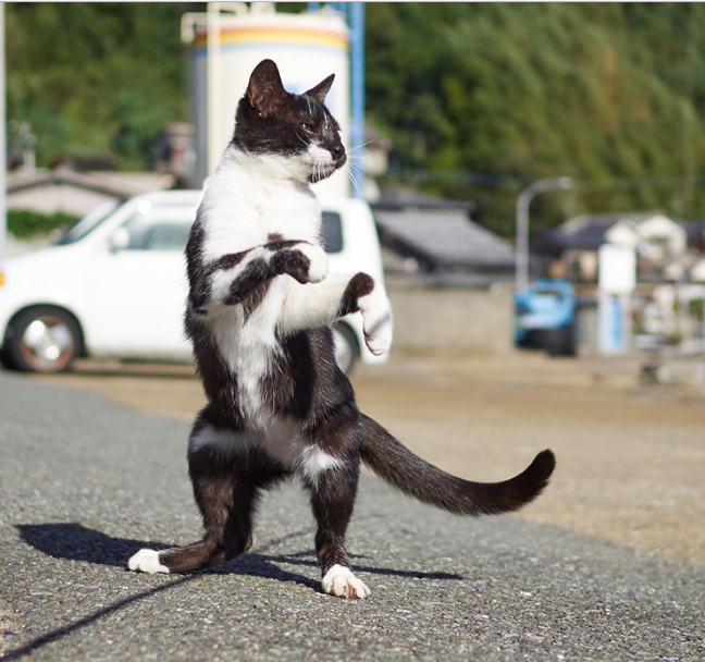 gatos ninja