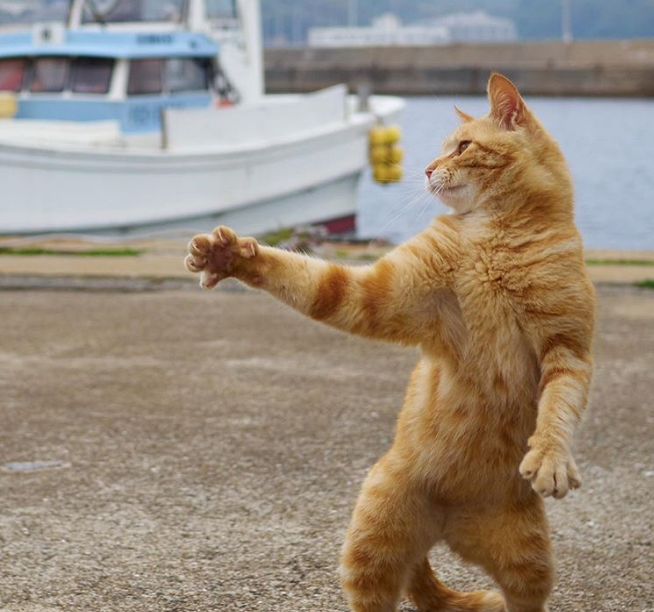 gatos ninja