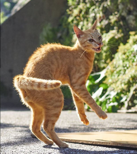gatos ninja