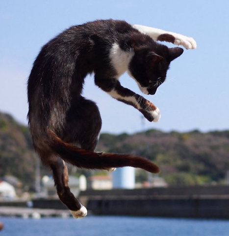 gatos ninja