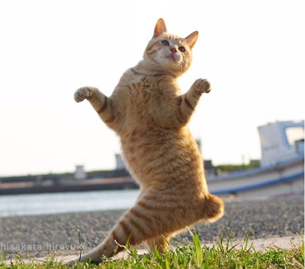 gatos ninja