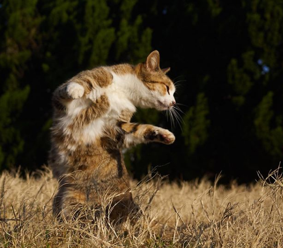 gatos ninja