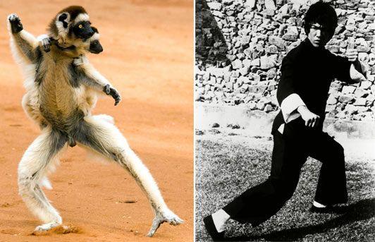animales karatecas 6