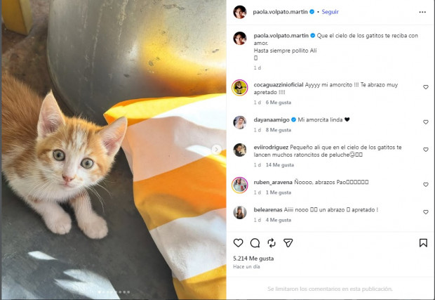 Desolador: Paola Volpato despidió a su gato con emotivo mensaje / www.instagram.com/paola.volpato.martin