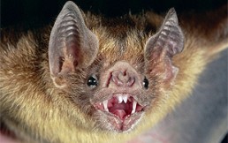 Descubren que una especie de murciélago ahora se alimenta de sangre humana