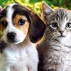 ¿Perros o gatos? Científicos determinan quiénes son más inteligentes