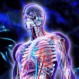 Científicos descubren un nuevo órgano en el ser humano donde menos lo imagina