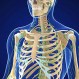 Científicos realizan sorprendente hallazgo: Humanos han vuelto a desarrollar un hueso