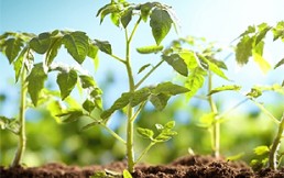 Científicos descubren que las plantas “lloran” cuando sienten que sus vidas corren peligro