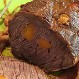 Carne Mechada: Un plato fácil y sabroso para preparar