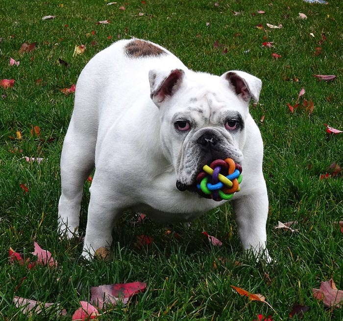 Bulldog