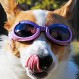 ¿Cuáles son las razas de perros preferidas en Chile? Te damos algunas pistas