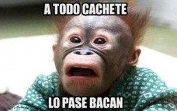 Expresiones chilenas que a algunos les cuesta mucho entender: ¿Acostarse con las gallinas?