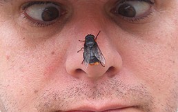 Nombres de insectos a la chilena: Los más llamativos e inexplicables (I)