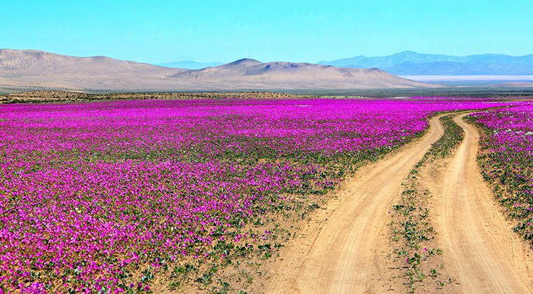 Desierto