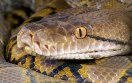 Video: Selfie con una serpiente pitón casi le cuesta la vida a un joven en India