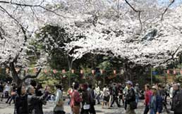 Hanami, contemplando la flor del cerezo