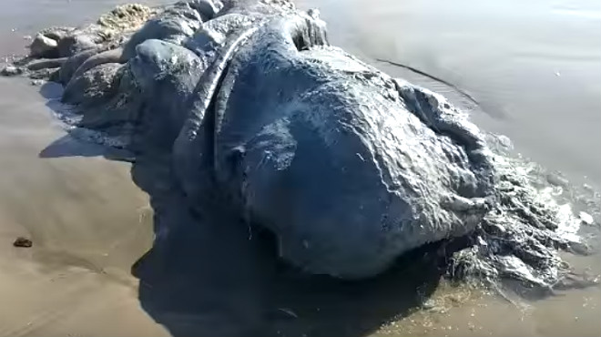 Extraña criatura Acapulco