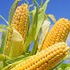 ¿Cuáles son los 10 vegetales descubiertos en América? El origen de algunos te sorprenderá