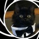 “Gatito Acústico”: El fallido proyecto de espionaje con felinos que trató de implementar la CIA