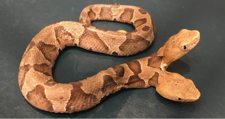 Serpiente_DosCabezas