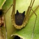 Dan a conocer la verdad de la araña con “cabeza de perro” descubierta en Ecuador