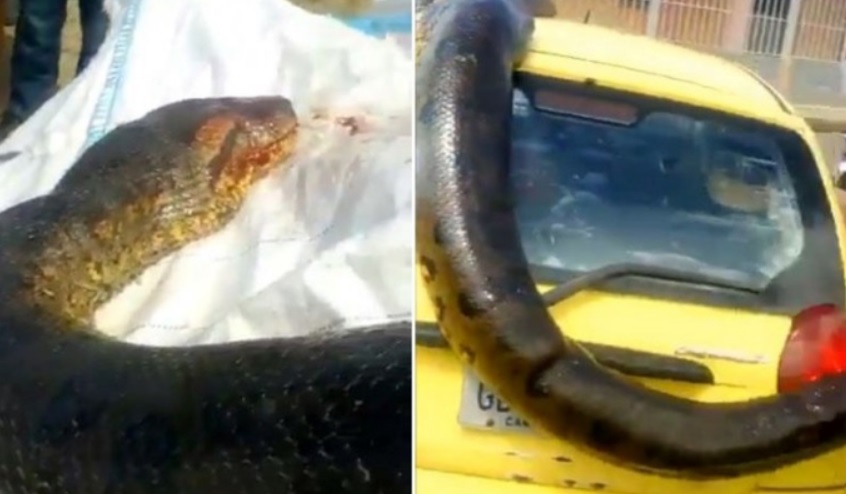 Anaconda