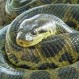 Anaconda gigante se exhibió como trofeo en las calles de un poblado y provocó indignación