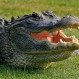 En Estados Unidos encuentran un caimán gigante: Experto asegura que imagen es verdadera