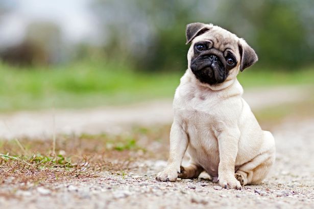 Pug2