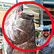 Capturan un pez gigante de 50 años y 160 kilos: Especie en peligro de extinción provocó sorpresa mundial