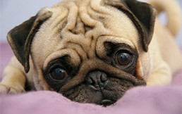 Resonancia magnética de perro pug generó terror y ternura en redes sociales: Así de “temible” se ve