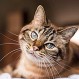 Gato que nació con dos caras genera gran curiosidad en EE.UU.